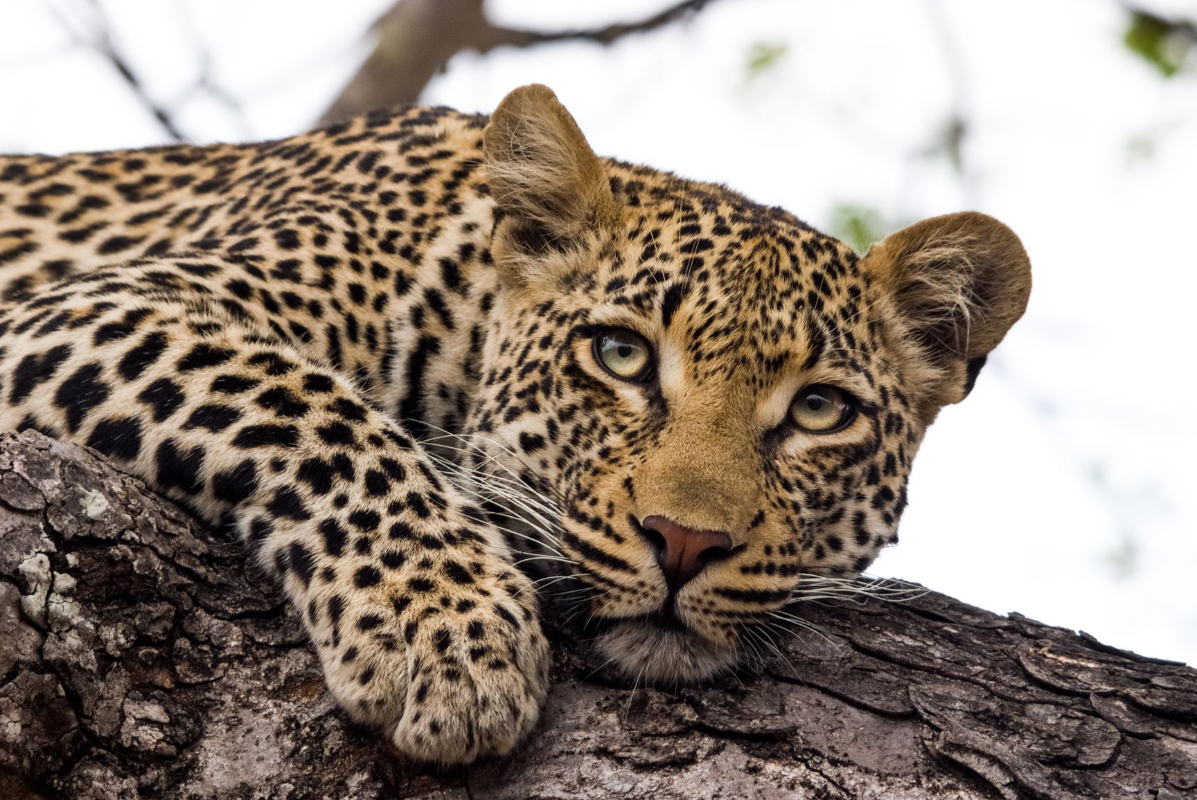 190917012846-african-leopard resized