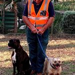WhatsApp Image 2020-07-13 at 6.51.10 PM Training dogs to get on together when they are adopted as rescue dogs